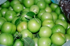 Erik Mevsimi Ne Zaman?